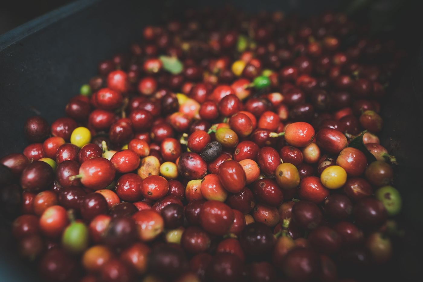 Cerezas de café maduras recién recolectadas