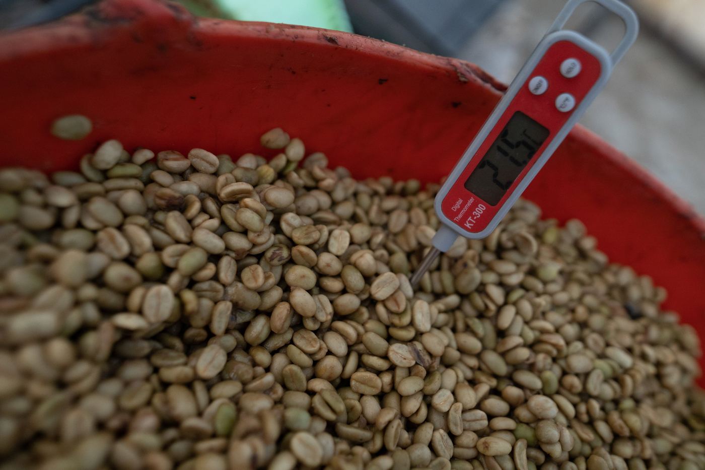 Café verde con termómetro durante el control del proceso