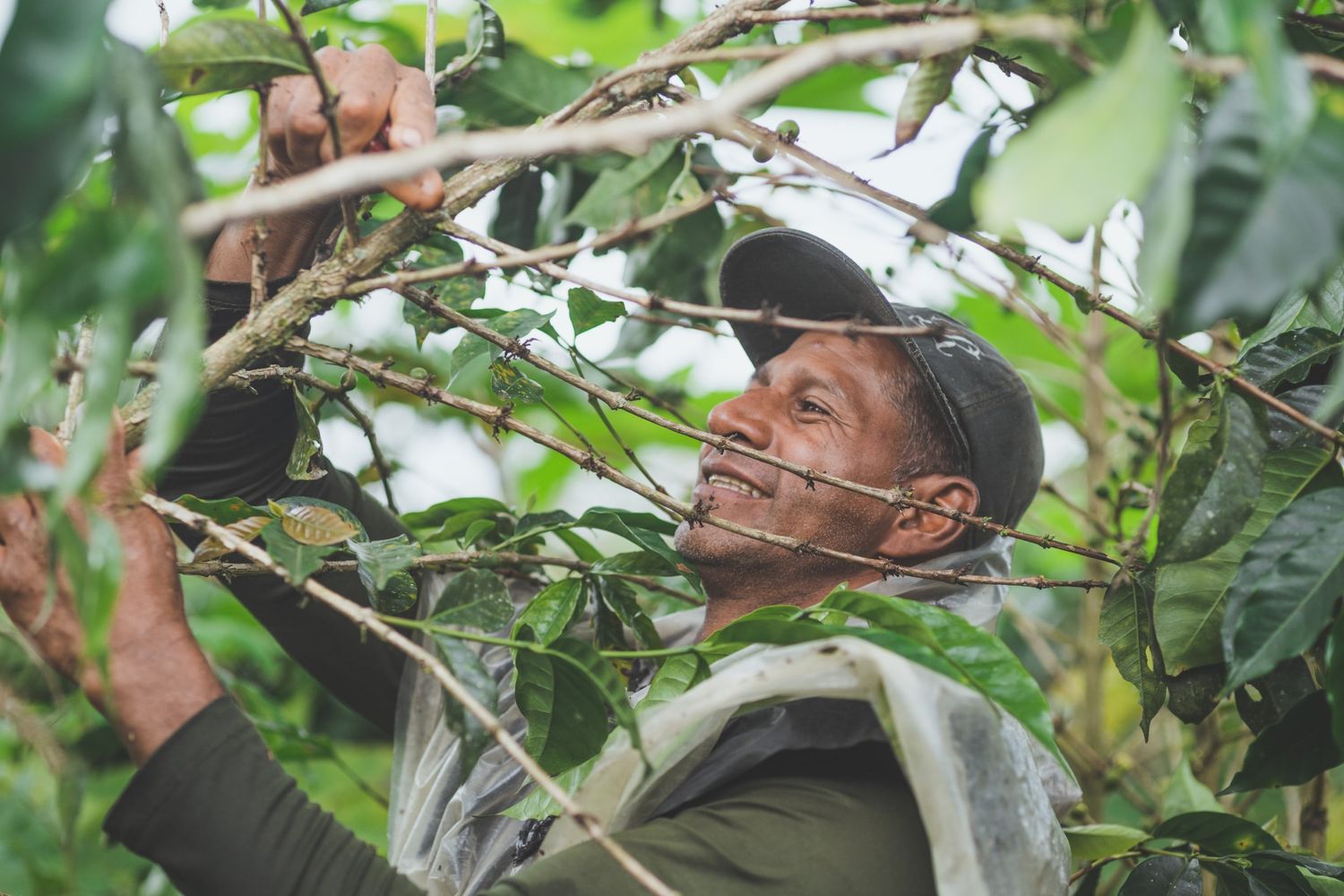 Caficultor recolectando café entre los cafetos, Colombia